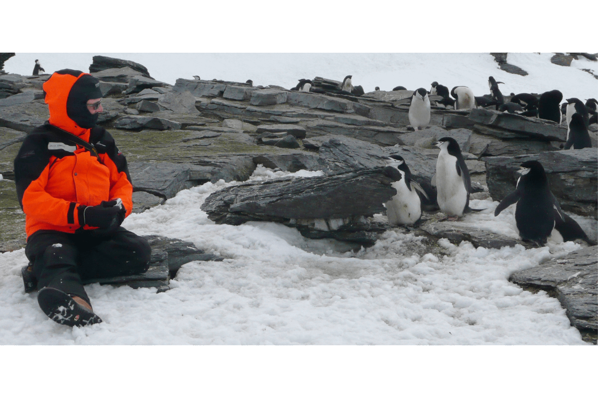 A man sits in a waterproof coat, in the snow, looking at a group of penguins.